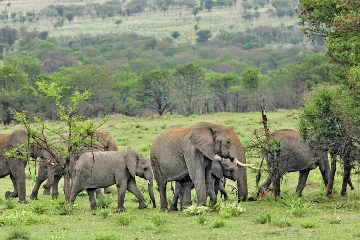 Elephants on Serengeti